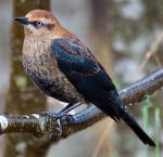 Rusty Blackbird - Bird Species | Frinvelis jishebi | ფრინველის ჯიშები