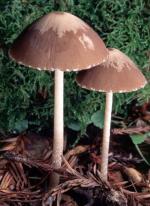 Psathyrella longipes - fungi species list A Z