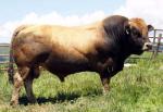 Aubrac - COW BREEDS | DZROXIS JISHEBI | ძროხის ჯიშები