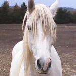 American Spotted Paso | ცხენი | ცხენები | ცხენის ჯიშები