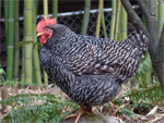 Plymouth Rock - chicken breeds List | qatmis jishebi | ქათმის ჯიშები