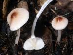 Lepiota castaneidisca - Fungi Species