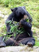 Himalayan Black Bear  - bears species | datvis jishebi | დათვის ჯიშები