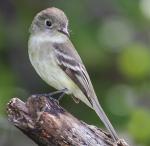 Eastern Phoebe - Bird Species | Frinvelis jishebi | ფრინველის ჯიშები