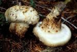 Matsutake: Tricholoma magnivelare - fungi species list A Z