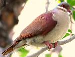 Key West Quail-Dove - Bird Species | Frinvelis jishebi | ფრინველის ჯიშები
