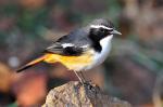 White-throated Robin - Bird Species | Frinvelis jishebi | ფრინველის ჯიშები