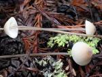 Mycena galopus - Fungi Species