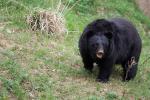 Japanese Black Bear - bears species | datvis jishebi | დათვის ჯიშები
