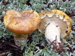 Floccularia albolanaripes - fungi species list A Z