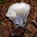 Hydnellum suaveolens - fungi species list A Z