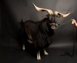 Arapawa Island goat - Goat Breeds | txis jishebi | თხის ჯიშები