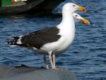 Great Black-backed Gull - Bird Species | Frinvelis jishebi | ფრინველის ჯიშები