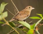 Bachman's Sparrow - Bird Species | Frinvelis jishebi | ფრინველის ჯიშები
