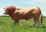 Blonde d'Aquitaine - COW BREEDS | DZROXIS JISHEBI | ძროხის ჯიშები