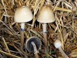 Panaeolus semiovatus - Fungi Species