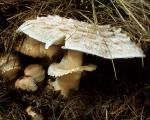 Macrolepiota rachodes: Chlorophyllum brunneum - Fungi Species