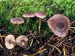 Pseudobaeospora stevensii - fungi species list A Z