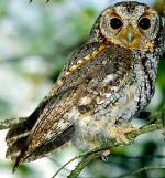 Flammulated Owl - Bird Species | Frinvelis jishebi | ფრინველის ჯიშები