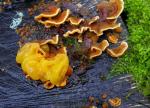 Tremella aurantia - fungi species list A Z