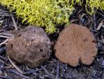 Gautieria monticola - Mushroom Species