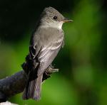 Eastern Wood-Pewee - Bird Species | Frinvelis jishebi | ფრინველის ჯიშები