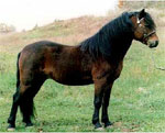 Dartmoor | Horse | Horse Breeds