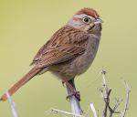 Rufous-crowned Sparrow - Bird Species | Frinvelis jishebi | ფრინველის ჯიშები