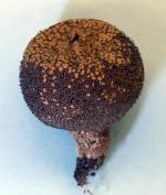 Lycoperdon nigrescens - Mushroom Species