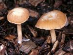 Tubaria furfuracea - fungi species list A Z