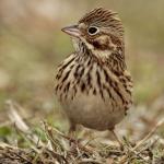 Vesper Sparrow - Bird Species | Frinvelis jishebi | ფრინველის ჯიშები