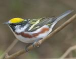 Chestnut-sided Warbler - Bird Species | Frinvelis jishebi | ფრინველის ჯიშები