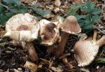 Leucoagaricus americanus - fungi species list A Z