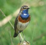 Bluethroat - Bird Species | Frinvelis jishebi | ფრინველის ჯიშები