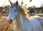 Camargue | ცხენი | ცხენები | ცხენის ჯიშები