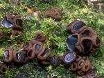 Bulgaria inquinans - fungi species list A Z