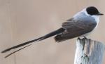 Fork-tailed Swift - Bird Species | Frinvelis jishebi | ფრინველის ჯიშები