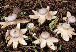 Geastrum coronatum - Fungi Species