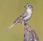 Brewer's Sparrow - Bird Species | Frinvelis jishebi | ფრინველის ჯიშები