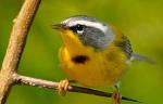 Crescent-chested Warbler - Bird Species | Frinvelis jishebi | ფრინველის ჯიშები