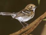 Oahu Elepaio - Bird Species | Frinvelis jishebi | ფრინველის ჯიშები