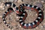 THORNSCRUB HOOK-NOSED SNAKE  <br />   Gyalopion quadrangulare - snake species list a - z | gveli | გველი 