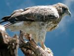 Hawaiian Hawk - Bird Species | Frinvelis jishebi | ფრინველის ჯიშები