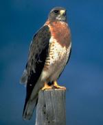 Swainson's Hawk - Bird Species | Frinvelis jishebi | ფრინველის ჯიშები