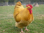 Orpington - chicken breeds List | qatmis jishebi | ქათმის ჯიშები