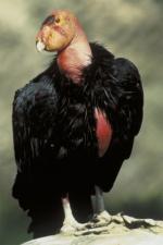 California Condor - Bird Species | Frinvelis jishebi | ფრინველის ჯიშები