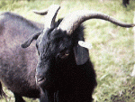Hexi Cashmere Goat - Goats Breeds | txis jishebi | თხის ჯიშები