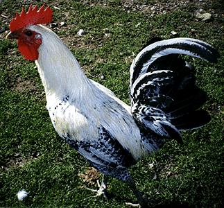 Fayoumi | Chicken | Chicken Breeds