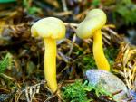 Jelly Bellies: Leotia lubrica - fungi species list A Z