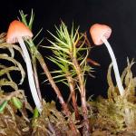 Mycena adonis - Fungi Species
